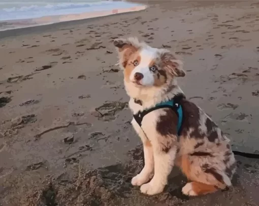 Mini Australian Shepherd In Beach Paint By Numbers