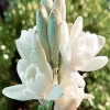 Natural Tuberose Paint By Numbers