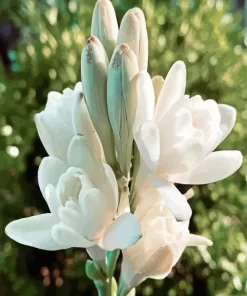 Natural Tuberose Paint By Numbers