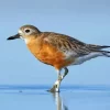 New Zealand Dotterel Paint By Numbers