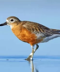 New Zealand Dotterel Paint By Numbers