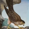 New Zealand Falcon Paint By Numbers