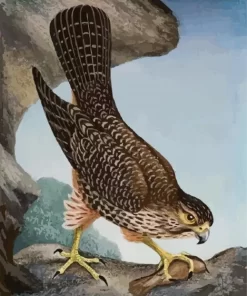 New Zealand Falcon Paint By Numbers