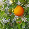 Orange Blossom Flower Paint By Numbers