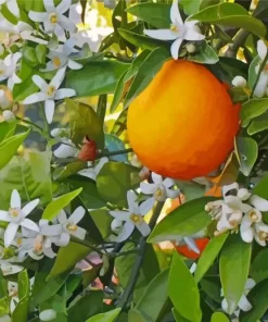 Orange Blossom Flower Paint By Numbers