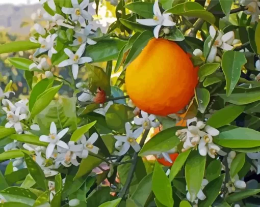 Orange Blossom Flower Paint By Numbers