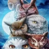 Owls Moon Paint By Numbers