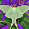 Moon Moth On Purple Flowers Paint By Numbers