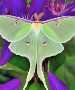 Moon Moth On Purple Flowers Paint By Numbers