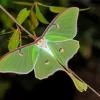 Moon Moth Paint By Numbers