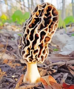 Morel Mushroom Paint By Numbers