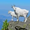 Mountain Goat Paint By Numbers