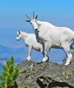 Mountain Goat Paint By Numbers