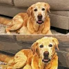Pbn Custom​ Pets gallery 1