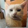 Pbn Custom​ Pets gallery 2